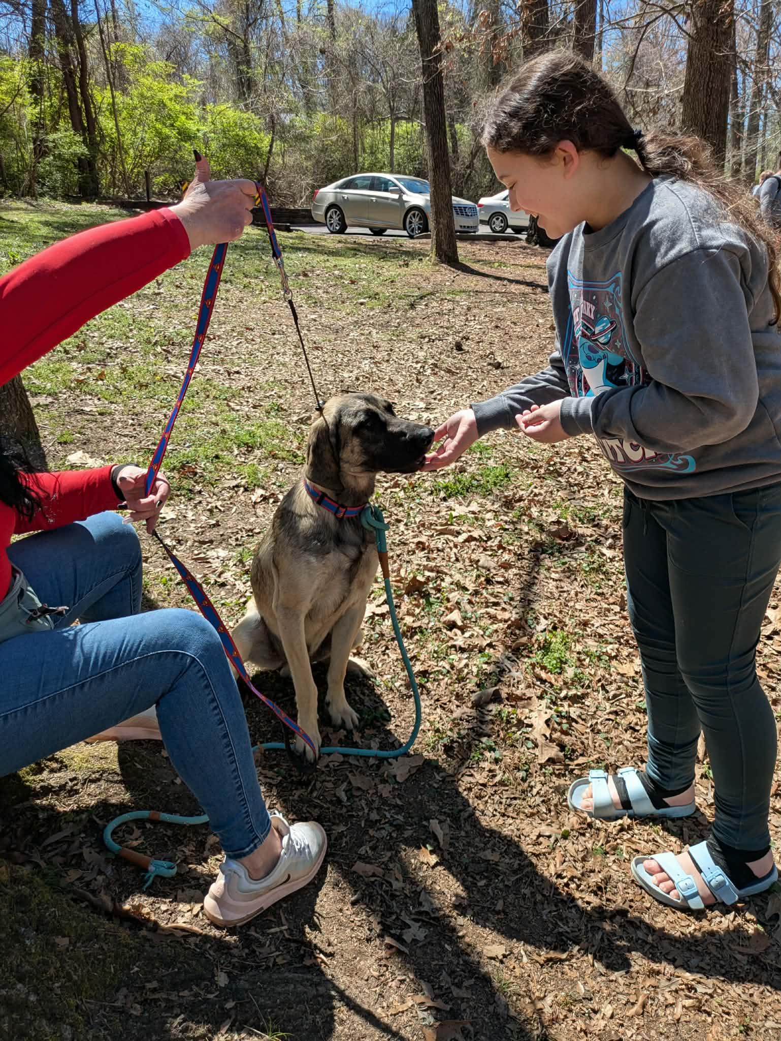 Enlarge Rocky, a ADOPTABLE mixed breed in Hilham, TN image 6/6