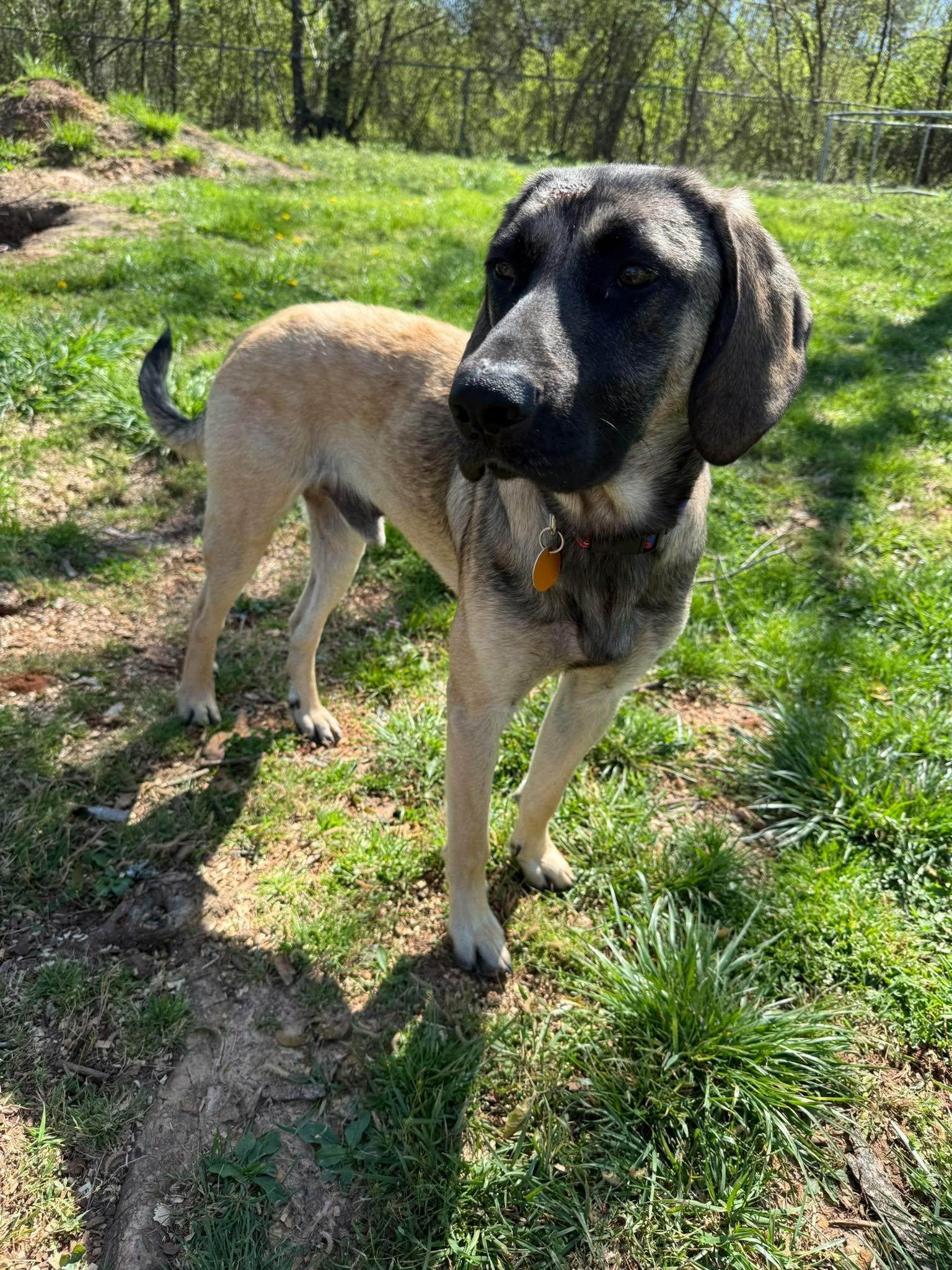 Enlarge Rocky, a ADOPTABLE mixed breed in Hilham, TN image 2/6