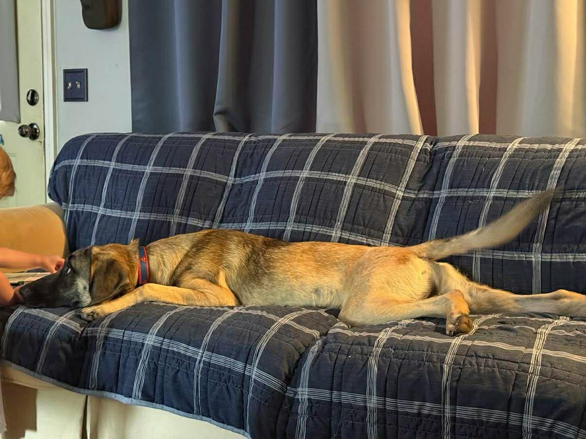 Enlarge Rocky, a ADOPTABLE mixed breed in Hilham, TN image 4/6