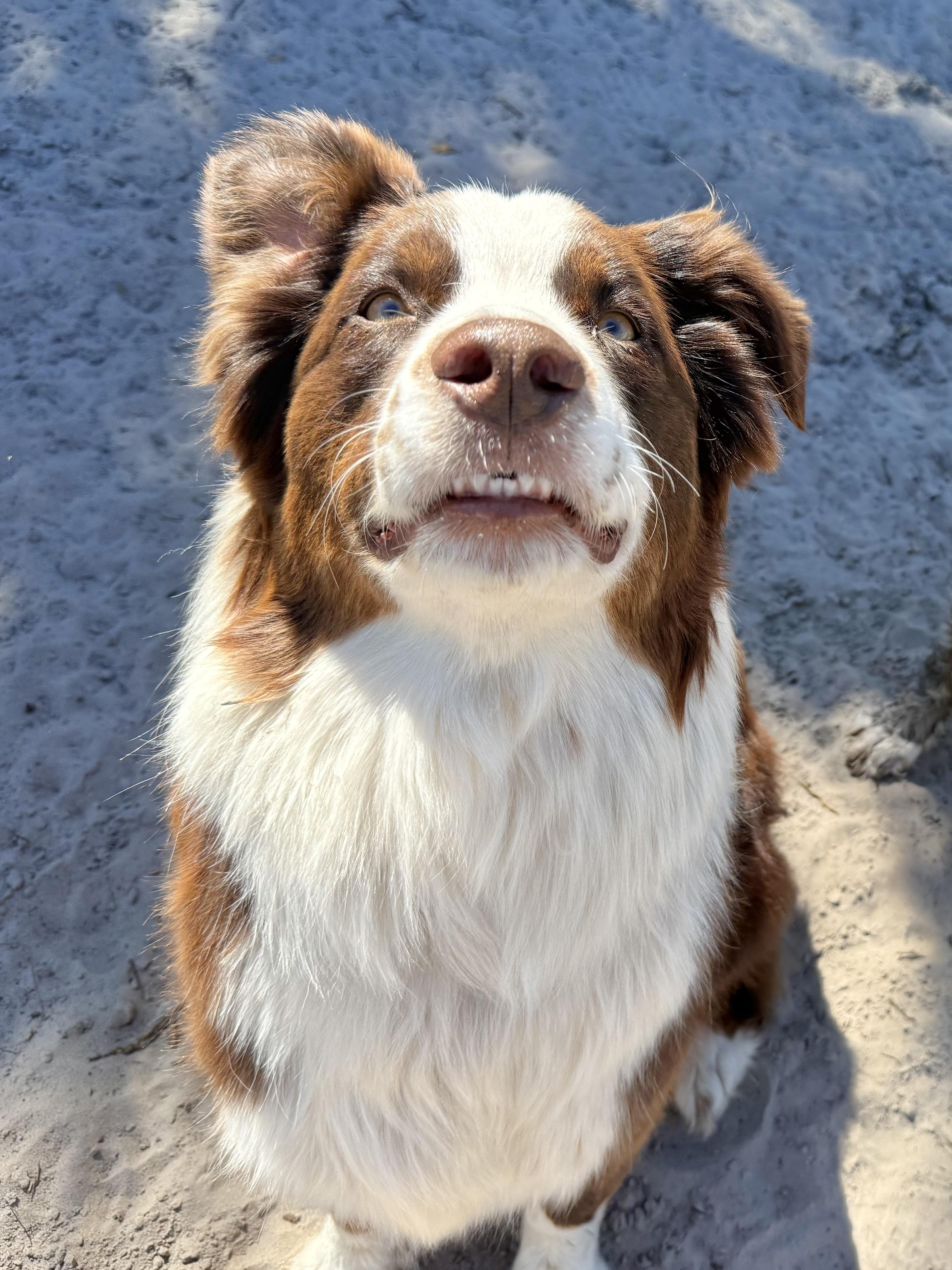Rip, Adopted, Adult Male Australian Shepherd.