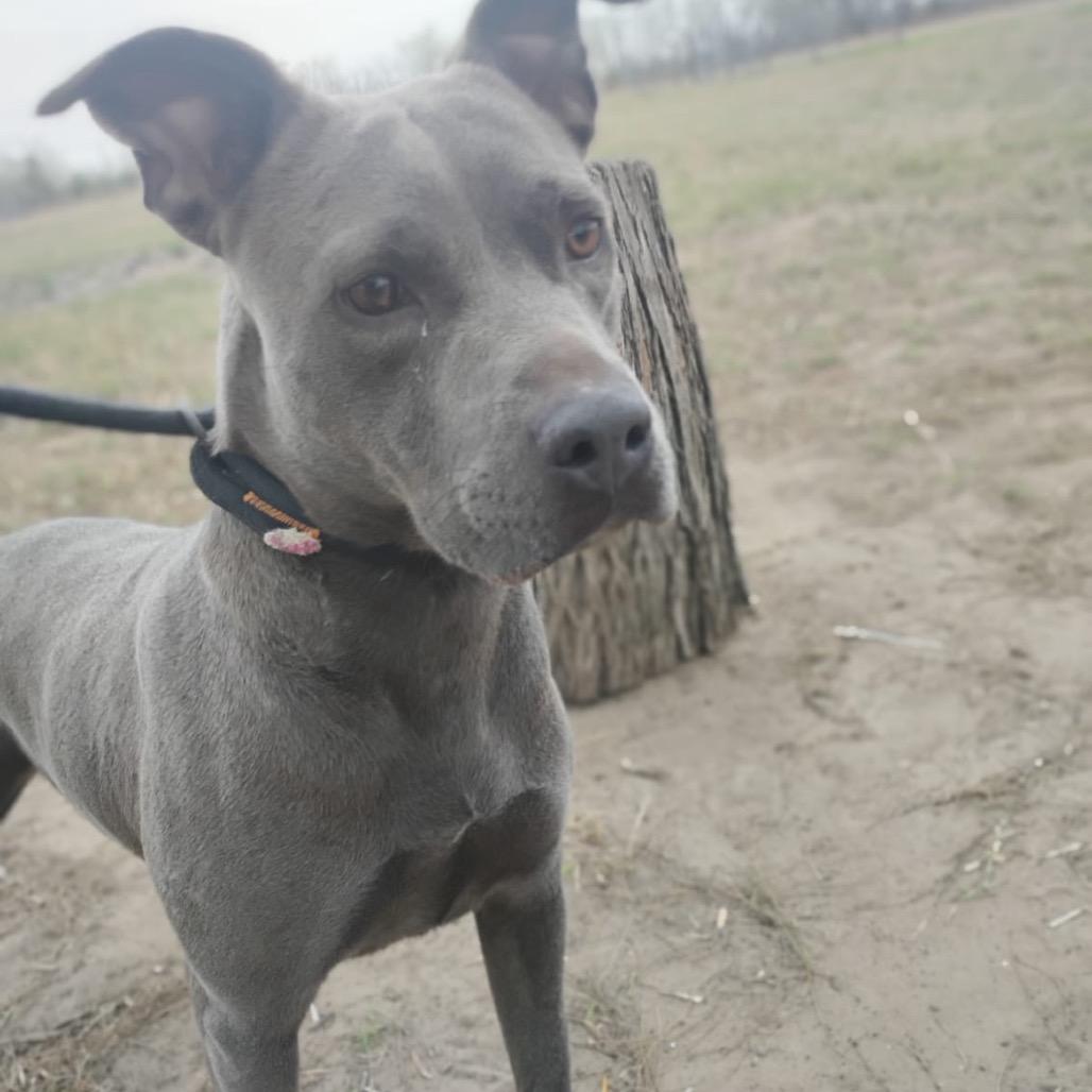 Daphne, Adoptable, Adult Female American Staffordshire Terrier.