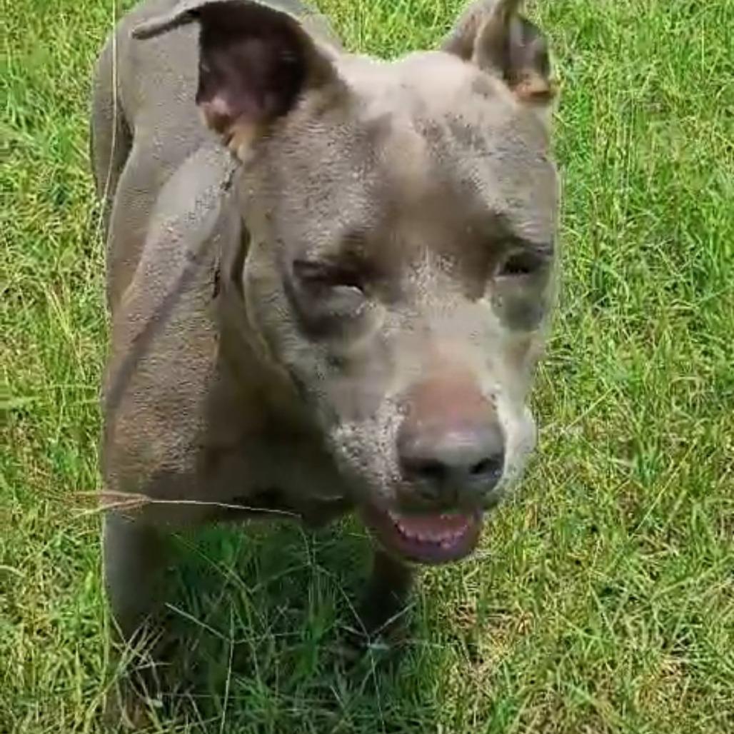 Daphne, Adoptable, Adult Female American Staffordshire Terrier.