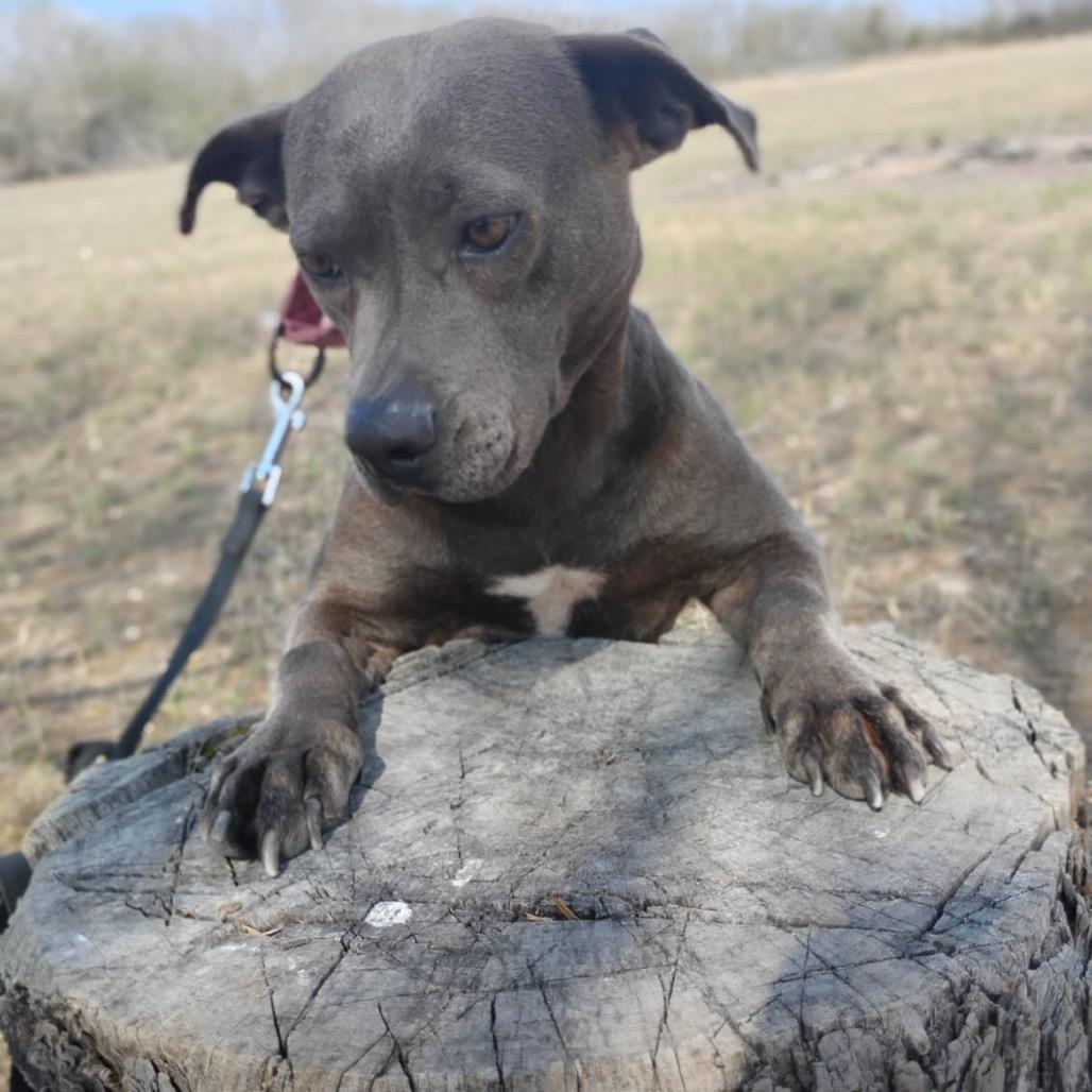 Enlarge Daphne, a Adoptable mixed breed in West Islip, NY image 3/6