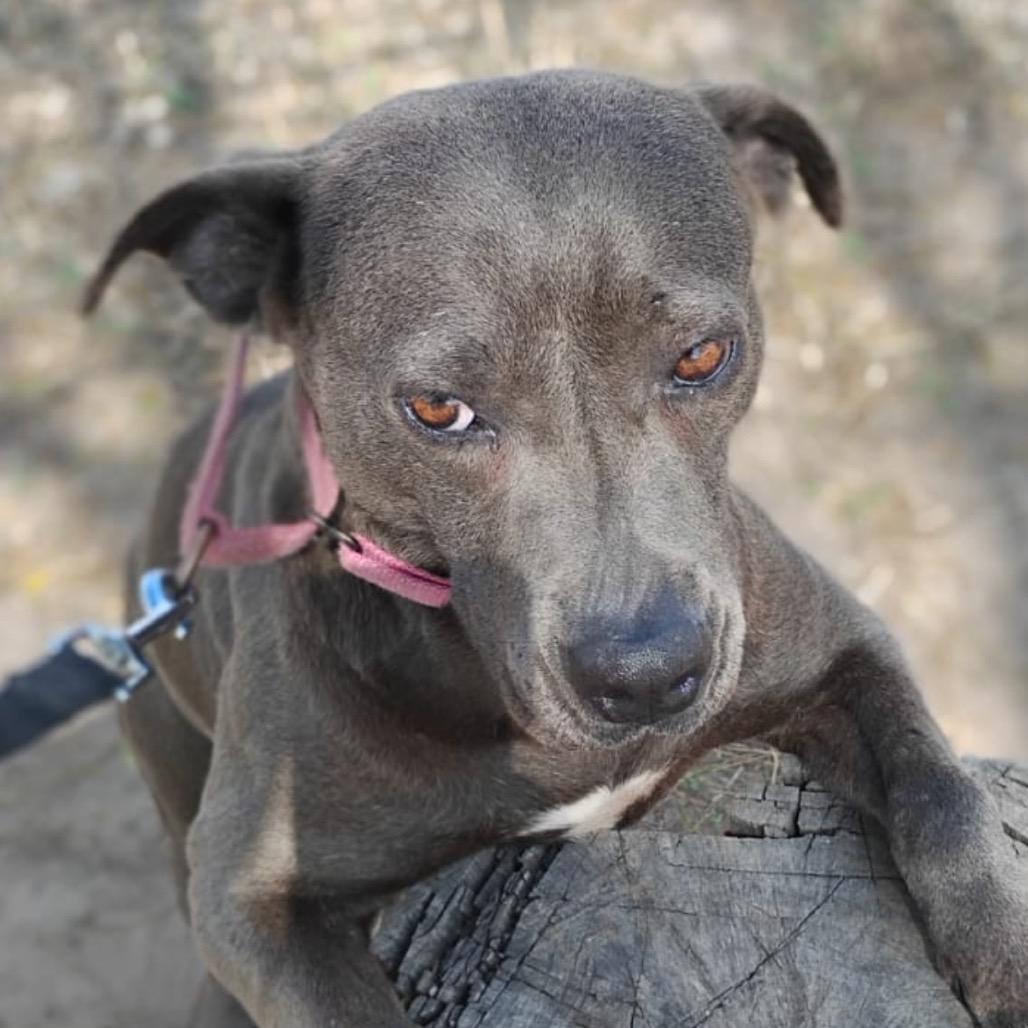 Enlarge Daphne, a Adoptable mixed breed in West Islip, NY image 4/6