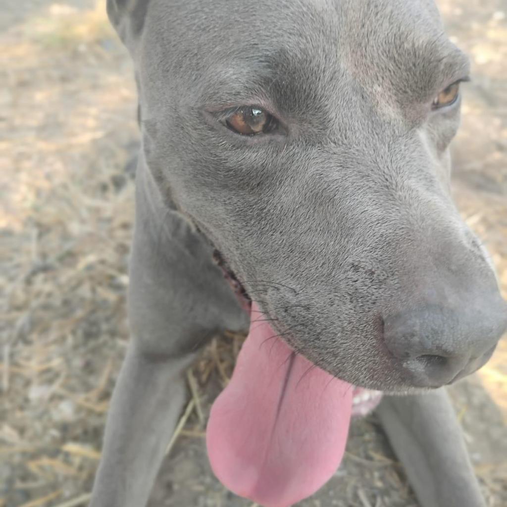 Enlarge Daphne, a Adoptable mixed breed in West Islip, NY image 3/4