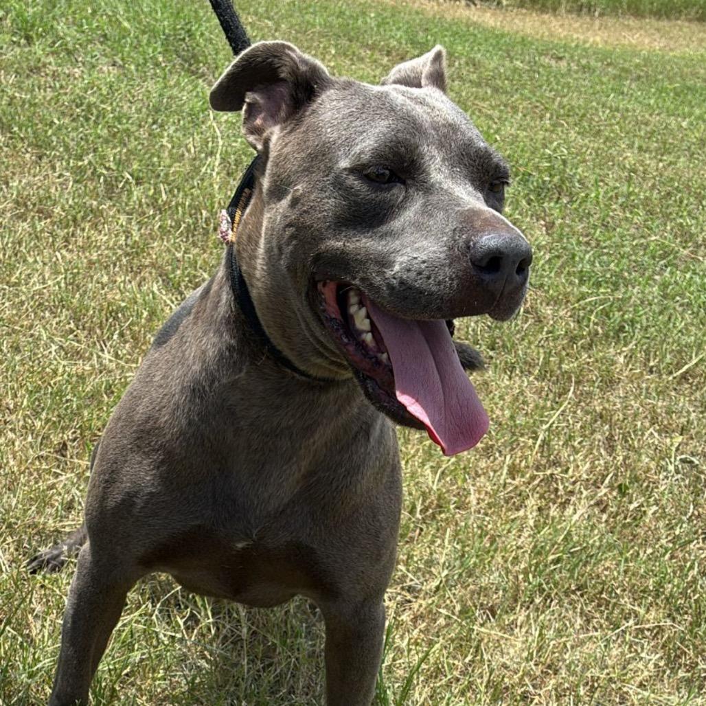 Enlarge Daphne, a Adoptable mixed breed in West Islip, NY image 5/6