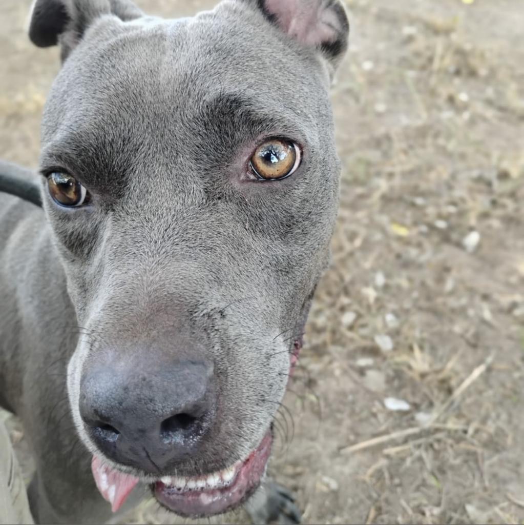 Enlarge Daphne, a Adoptable mixed breed in West Islip, NY image 4/4