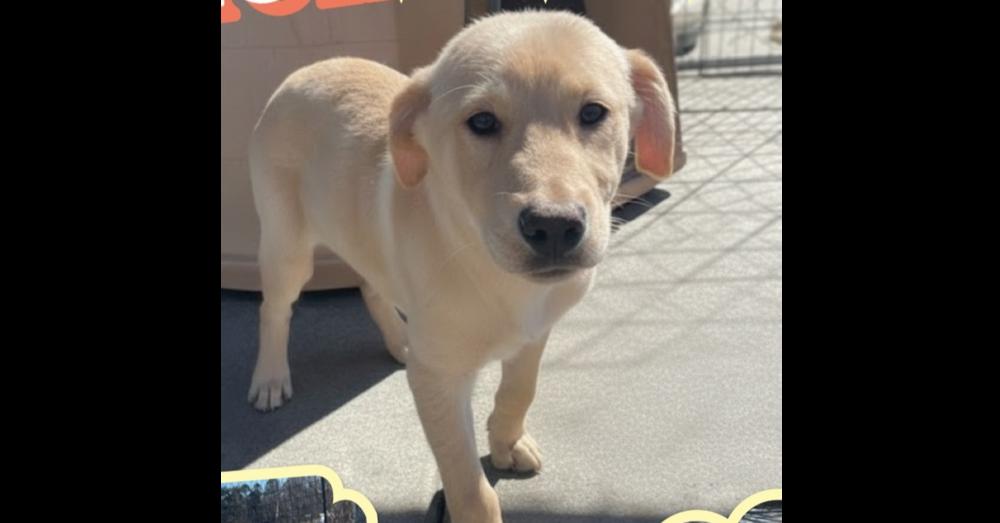 Enlarge Tabasco, an adopted mixed breed in Naperville, IL image 1/3