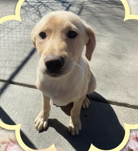 Enlarge Tabasco, an adopted mixed breed in Naperville, IL image 2/3