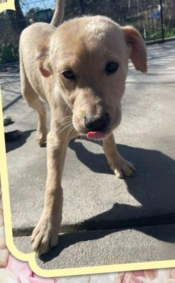 Enlarge Tabasco, an adopted mixed breed in Naperville, IL image 3/3