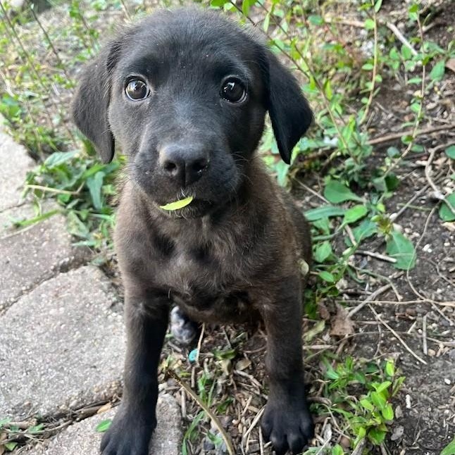 Dasher - Lab pup boy, a Adoptable mixed breed in Plano, TX image 3/6