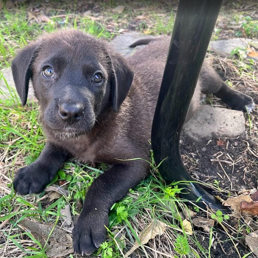 Dasher - Lab pup boy, a Adoptable mixed breed in Plano, TX image 1/6