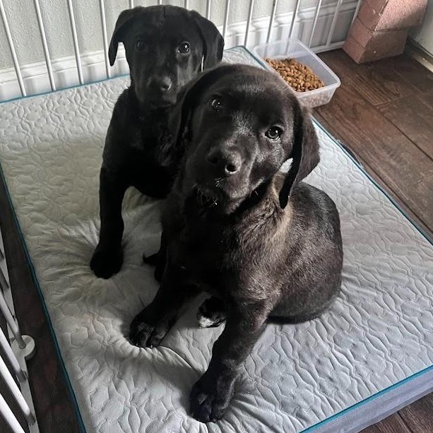Enlarge Dasher - Lab pup boy, a Adoptable mixed breed in Plano, TX image 3/6