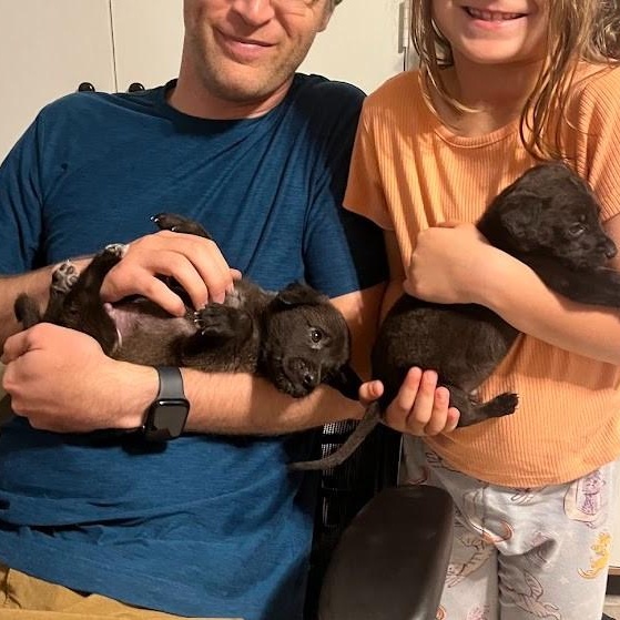 Dasher - Lab pup boy, a Adoptable mixed breed in Plano, TX image 4/6