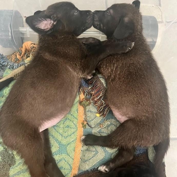 Dasher - Lab pup boy, a Adoptable mixed breed in Plano, TX image 2/6