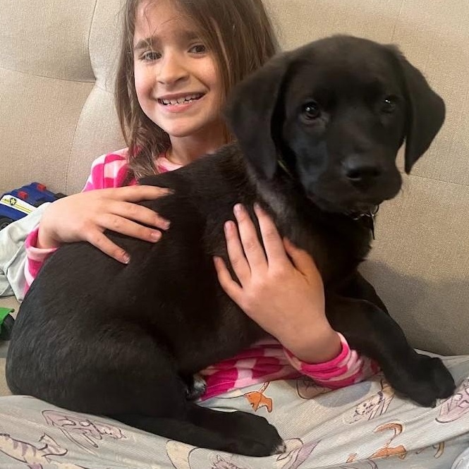 Dasher - Lab pup boy, Adoptable, Puppy Male Labrador Retriever & Beagle.