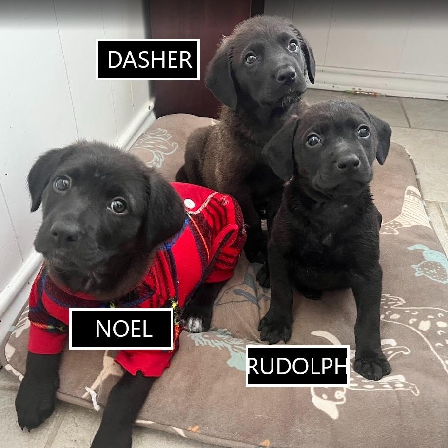 Dasher - Lab pup boy, a Adoptable mixed breed in Plano, TX image 5/6
