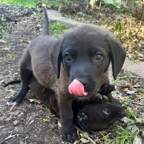 Dasher - Lab pup boy, a Adoptable mixed breed in Plano, TX image 6/6
