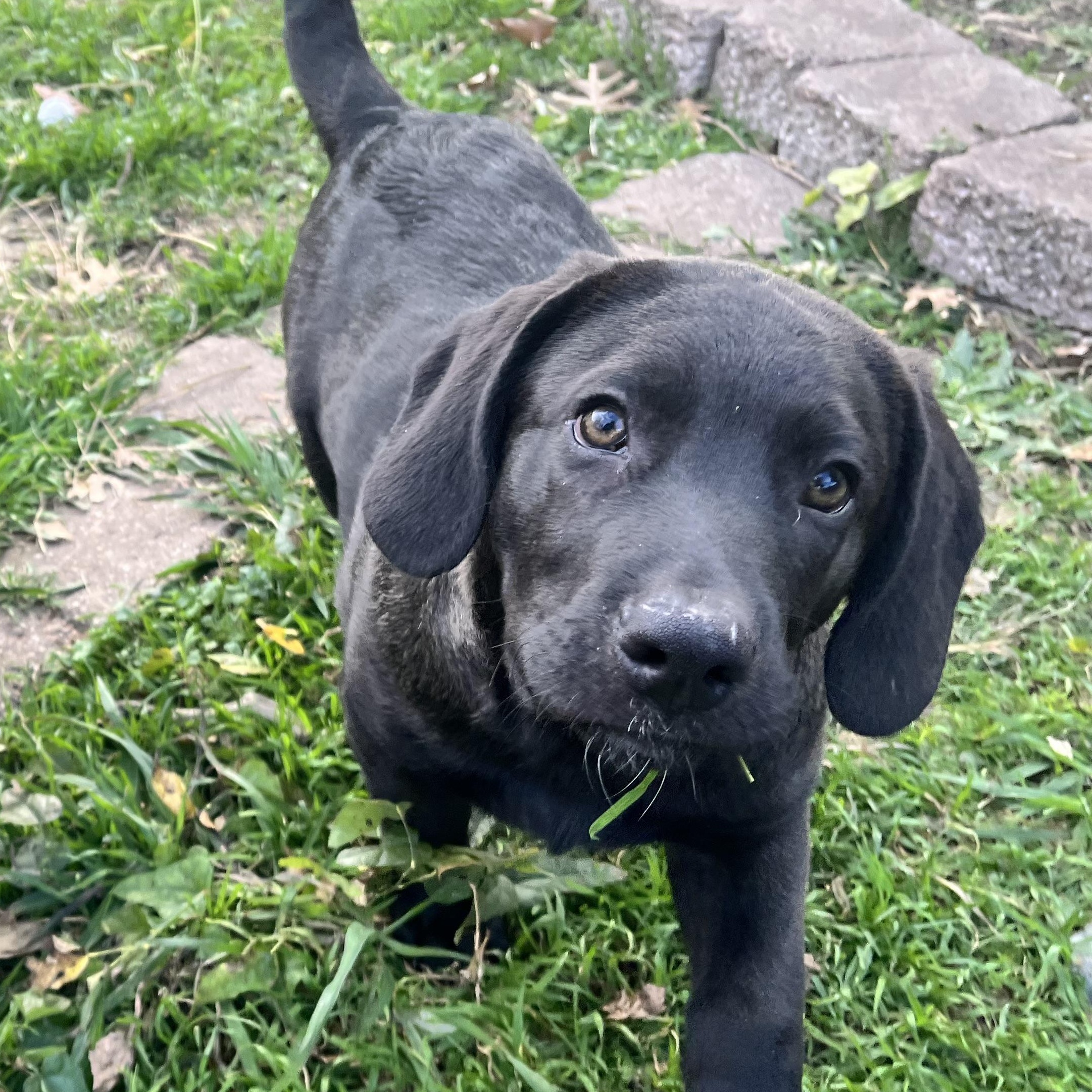 Dasher - Lab pup boy, Adoptable, Young Male Labrador Retriever & Rhodesian Ridgeback.