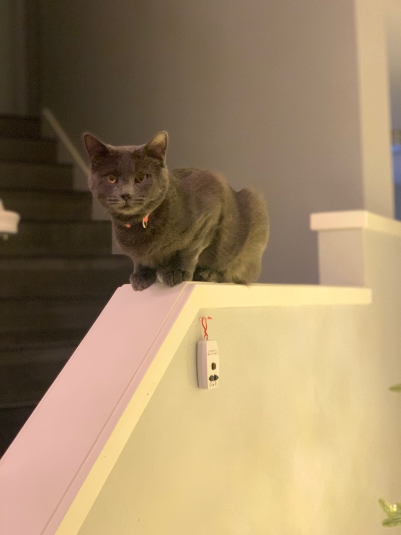 Raya, Adopted, Young Female Domestic Short Hair & Russian Blue.