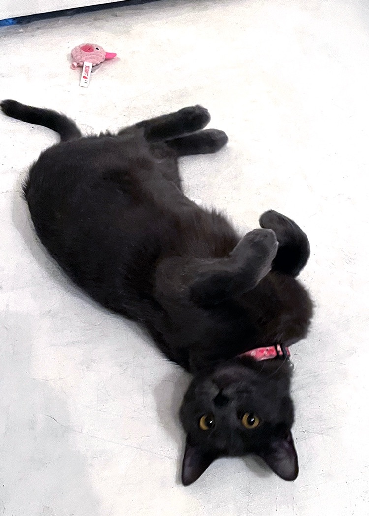 Raya, a Adopted mixed breed in Steilacoom, WA image 2/6