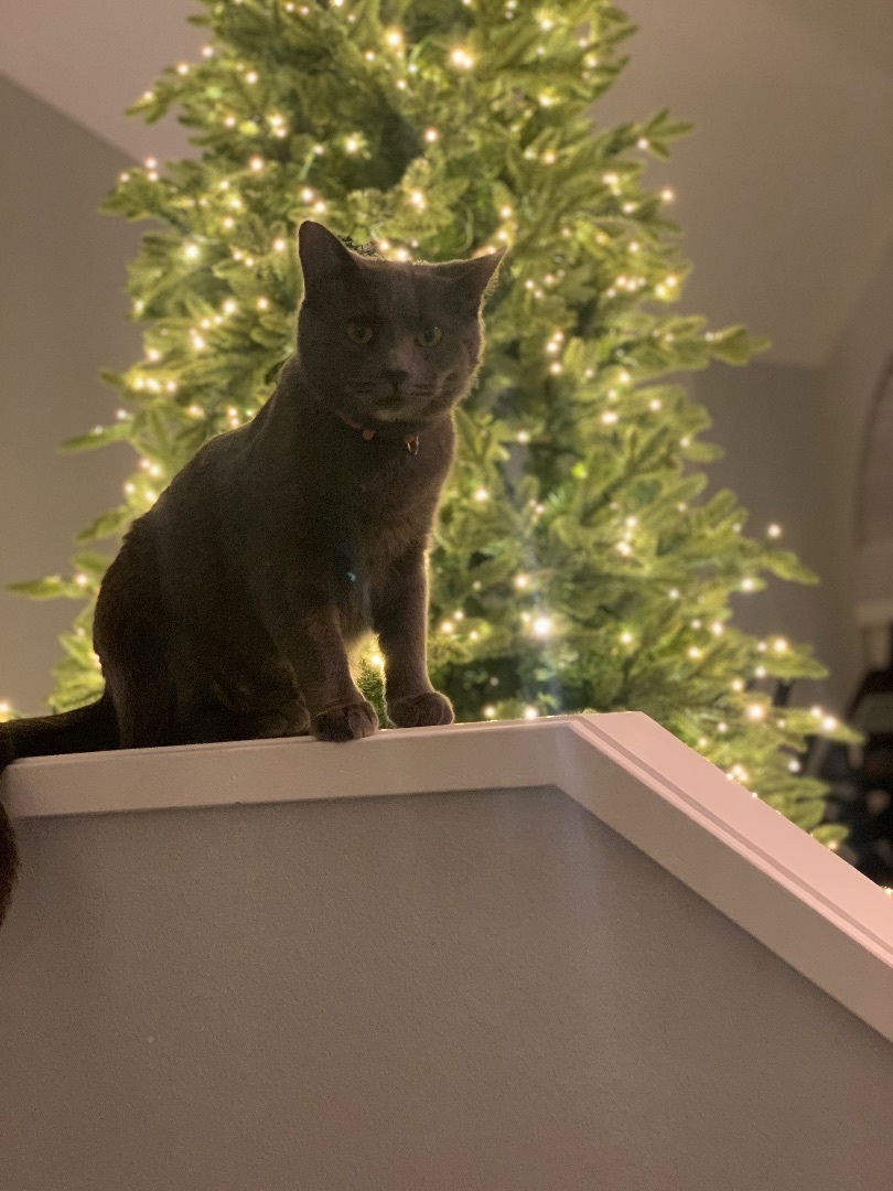 Raya, a Adopted mixed breed in Steilacoom, WA image 3/6