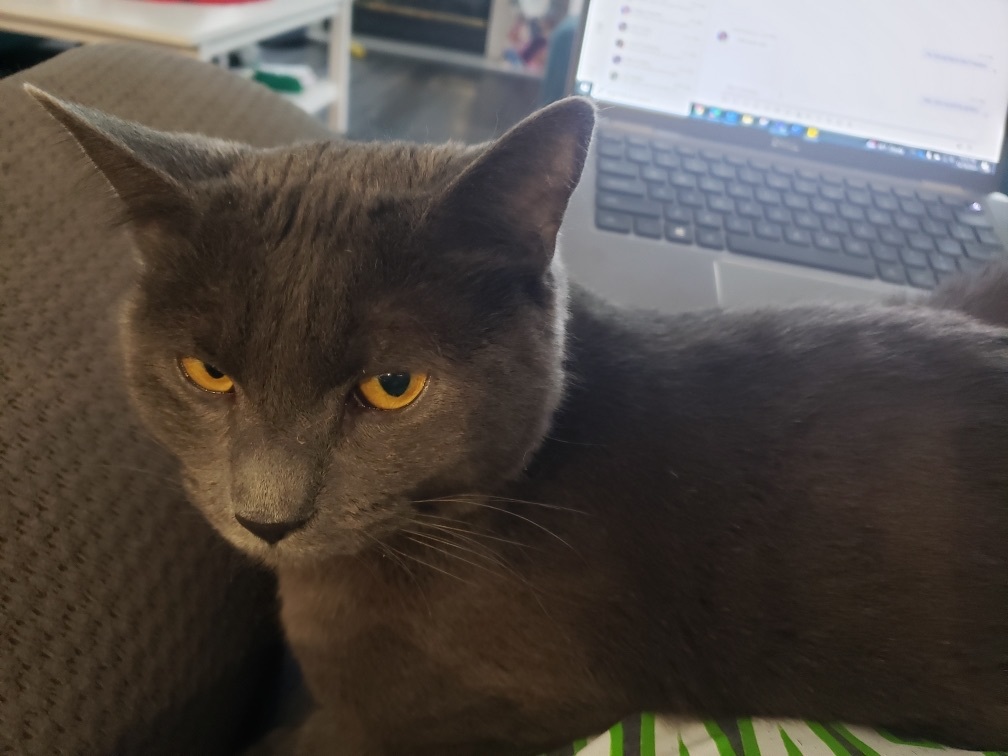 Raya, a Adopted mixed breed in Steilacoom, WA image 4/6