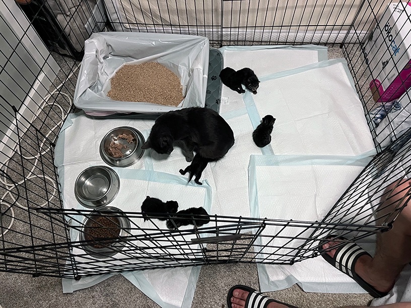 Raya, a Adopted mixed breed in Steilacoom, WA image 5/6