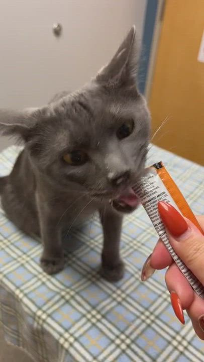 Enlarge Raya, a Adopted mixed breed in Steilacoom, WA video 6/6