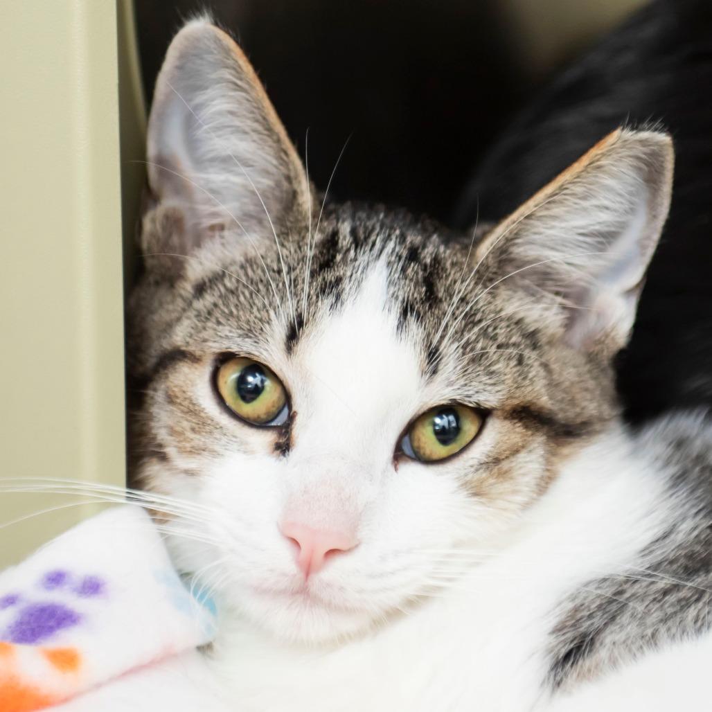 Jamie, Adoptable, Kitten Male Domestic Short Hair.