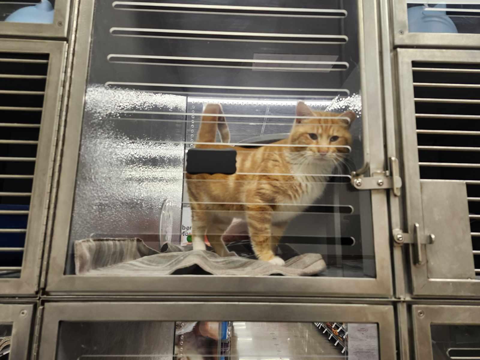 BULLWINKLE, Adoptable, Young Male Domestic Short Hair.