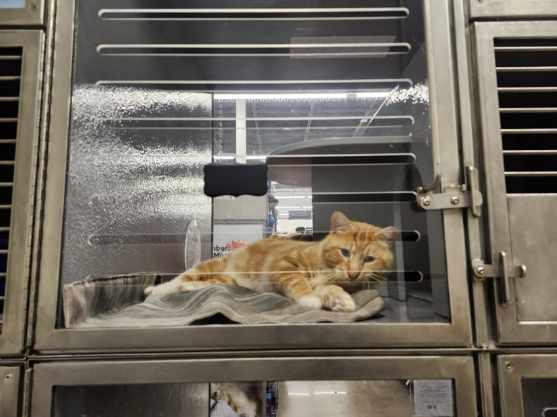 Enlarge BULLWINKLE, a Adoptable Domestic Short Hair in Irmo, SC image 2/2