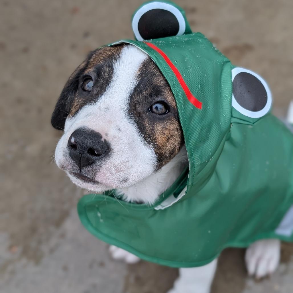 Enlarge Banks, a Adoptable mixed breed in Alma, WI image 1/6