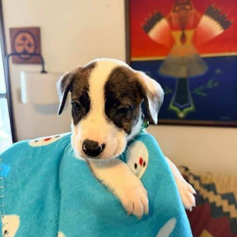 Enlarge Banks, a Adoptable mixed breed in Alma, WI image 2/6