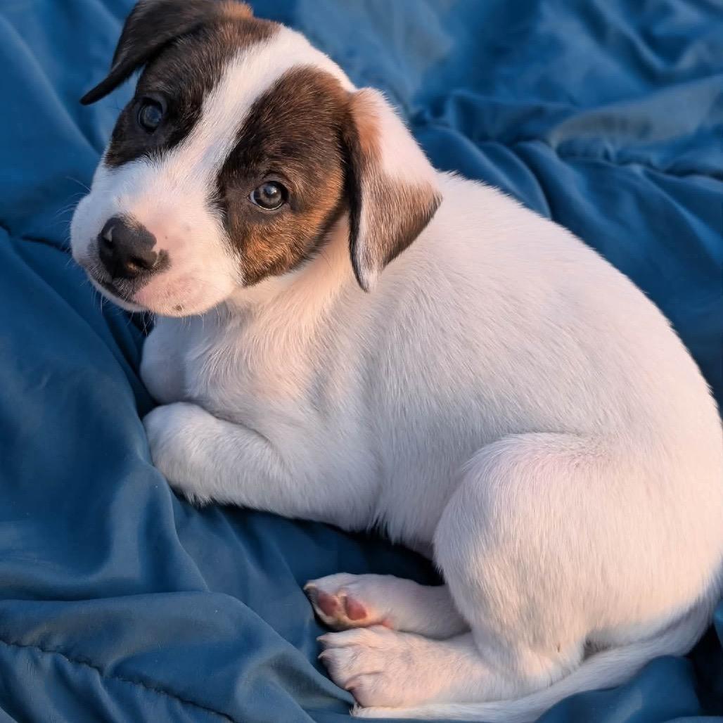 Enlarge Banks, a Adoptable mixed breed in Alma, WI image 3/6