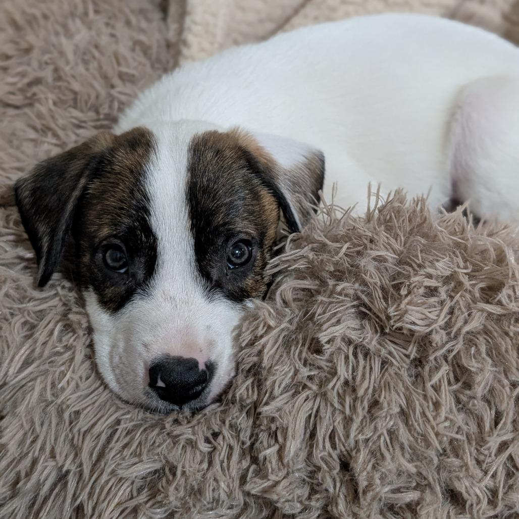 Enlarge Banks, a Adoptable mixed breed in Alma, WI image 4/6