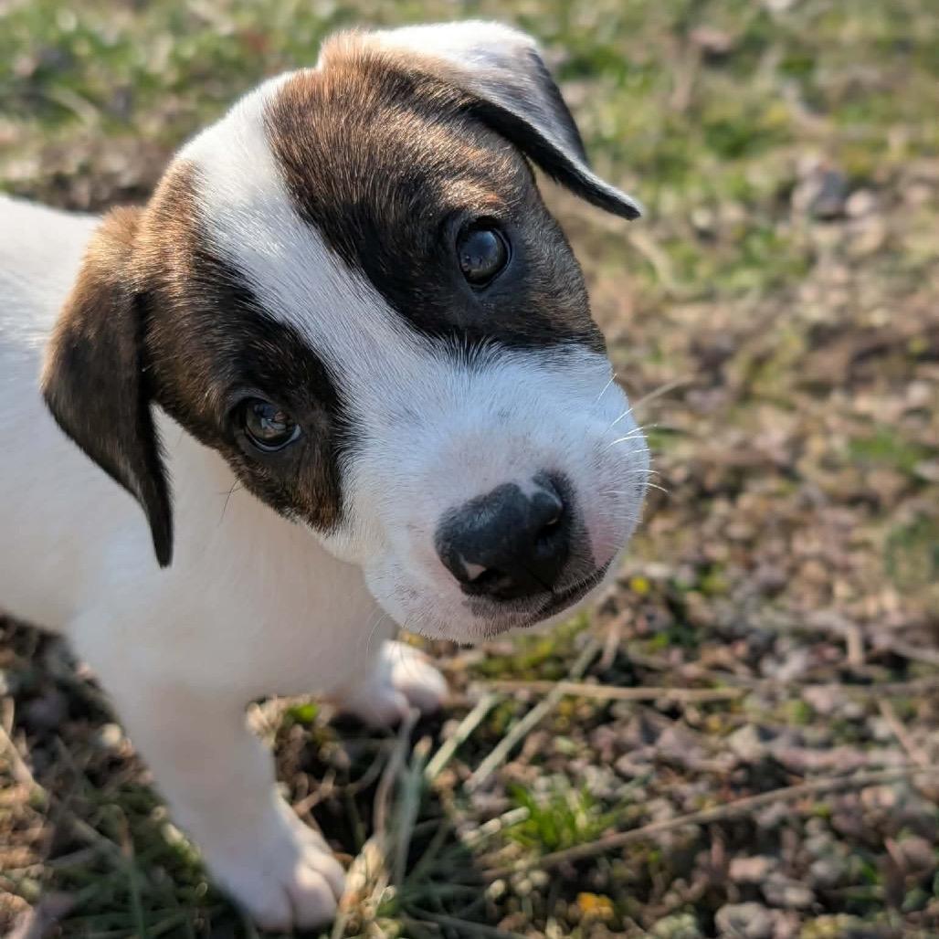 Enlarge Banks, a Adoptable mixed breed in Alma, WI image 5/6