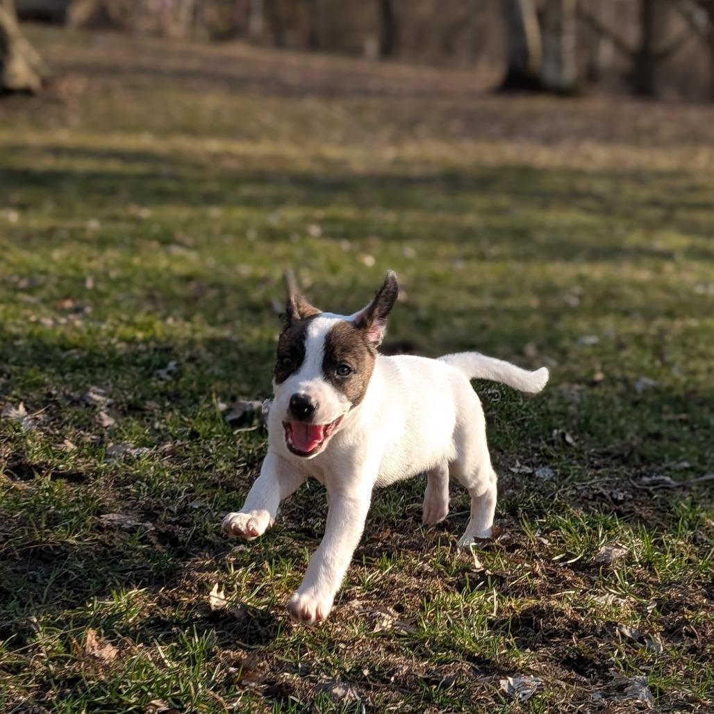 Enlarge Banks, a Adoptable mixed breed in Alma, WI image 6/6