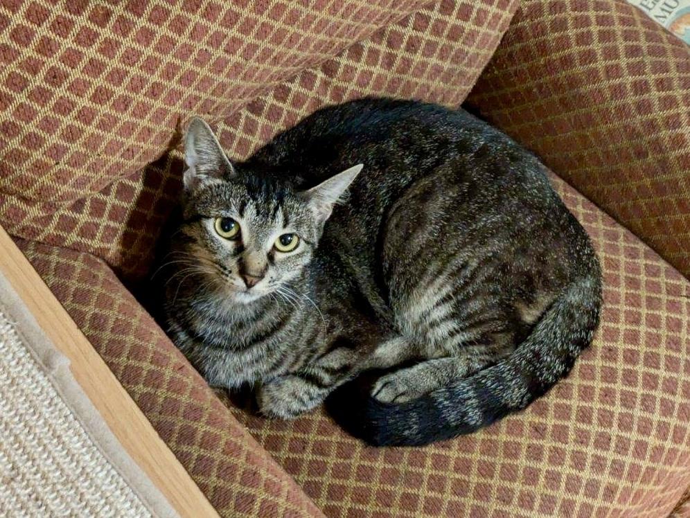 Peach, Adoptable, Adult Female Domestic Short Hair & Tabby.