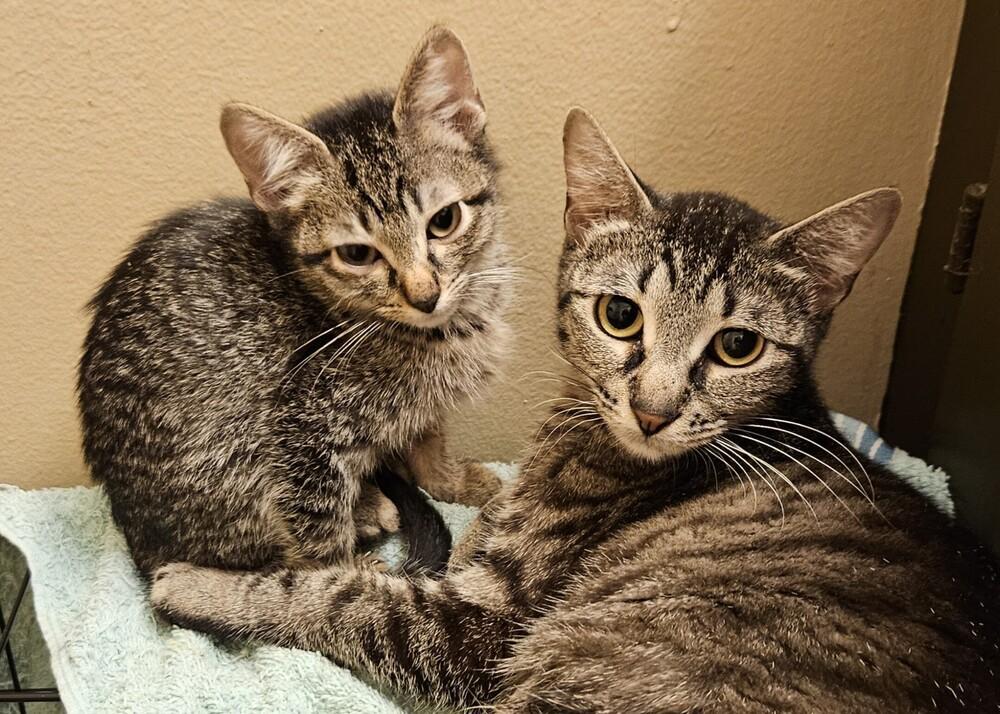 Enlarge Peach, a Adoptable mixed breed in Little Rock, AR image 2/6