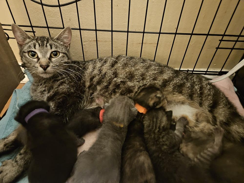 Enlarge Peach, a Adoptable mixed breed in Little Rock, AR image 3/6