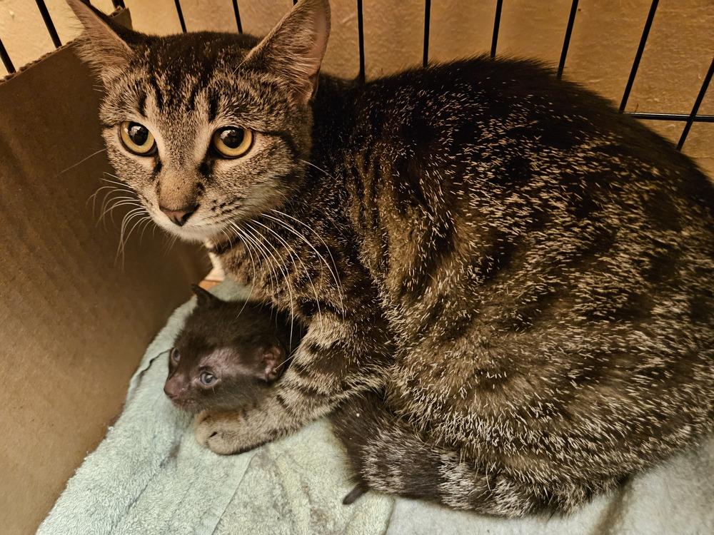 Enlarge Peach, a Adoptable mixed breed in Little Rock, AR image 4/6