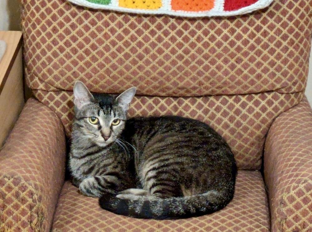 Enlarge Peach, a Adoptable mixed breed in Little Rock, AR image 5/6