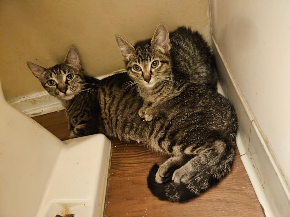 Enlarge Peach, a Adoptable mixed breed in Little Rock, AR image 6/6