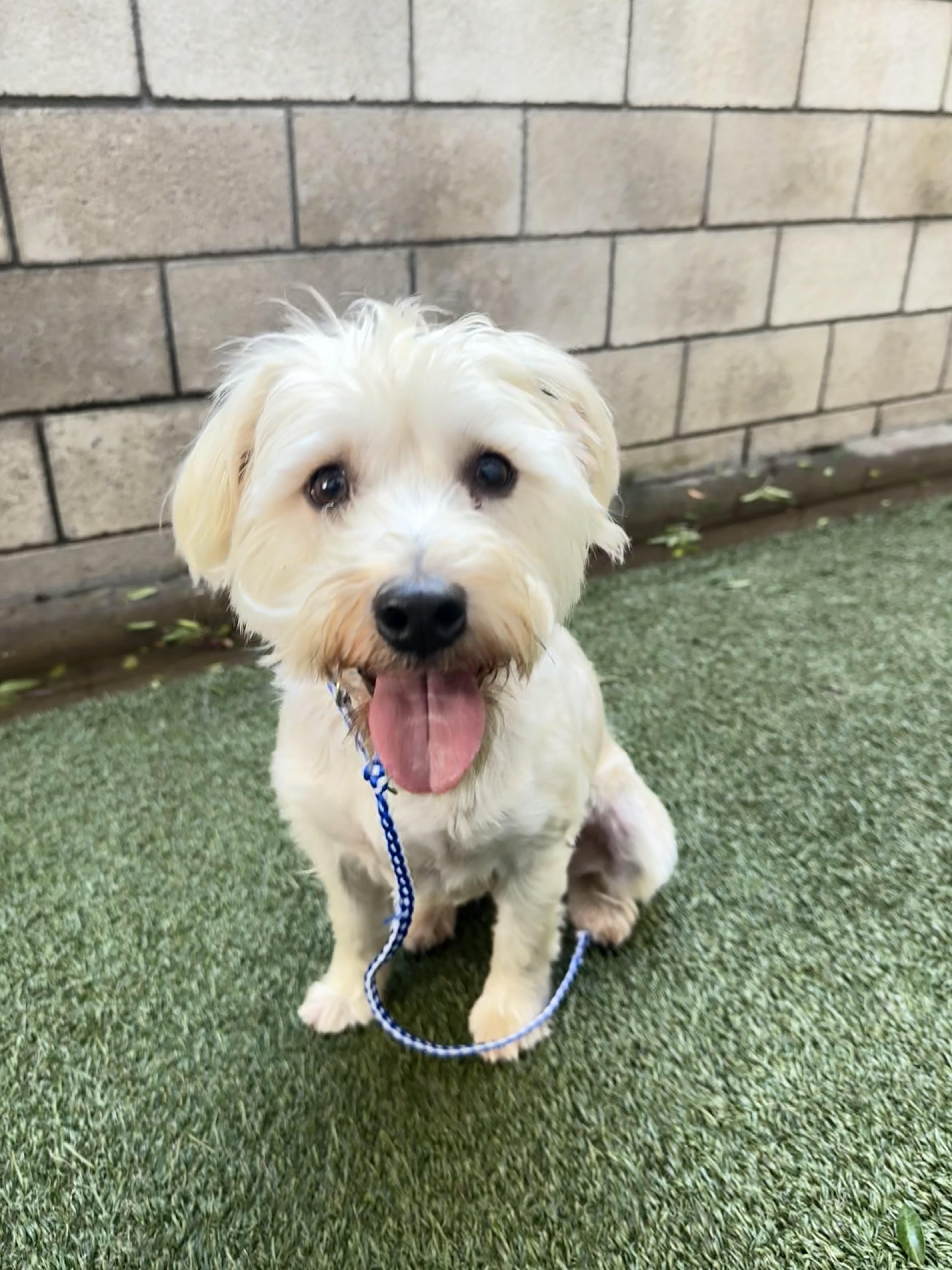Boba, adopted, Young Female Maltese & Yorkshire Terrier.
