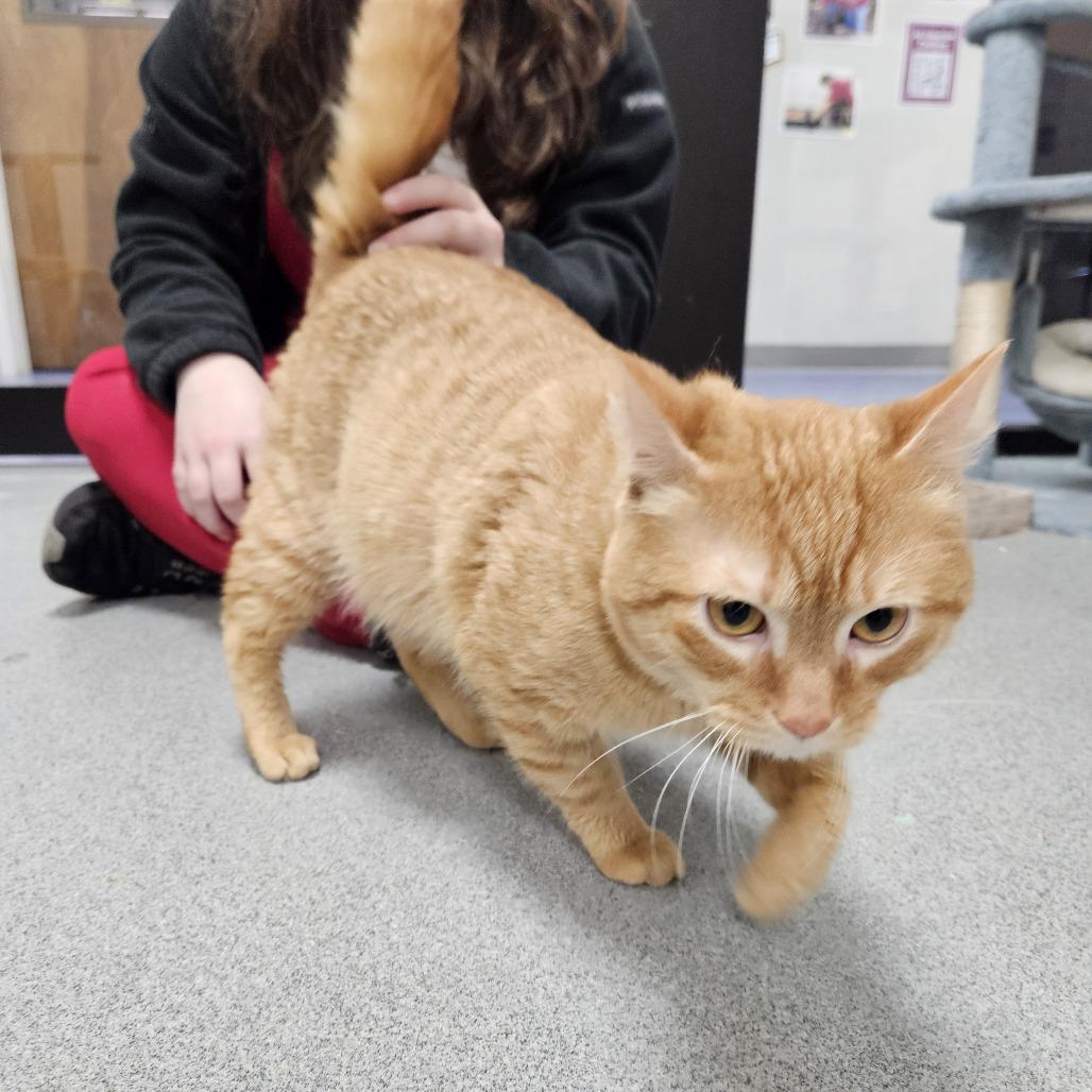 Simba — thumbnail 2