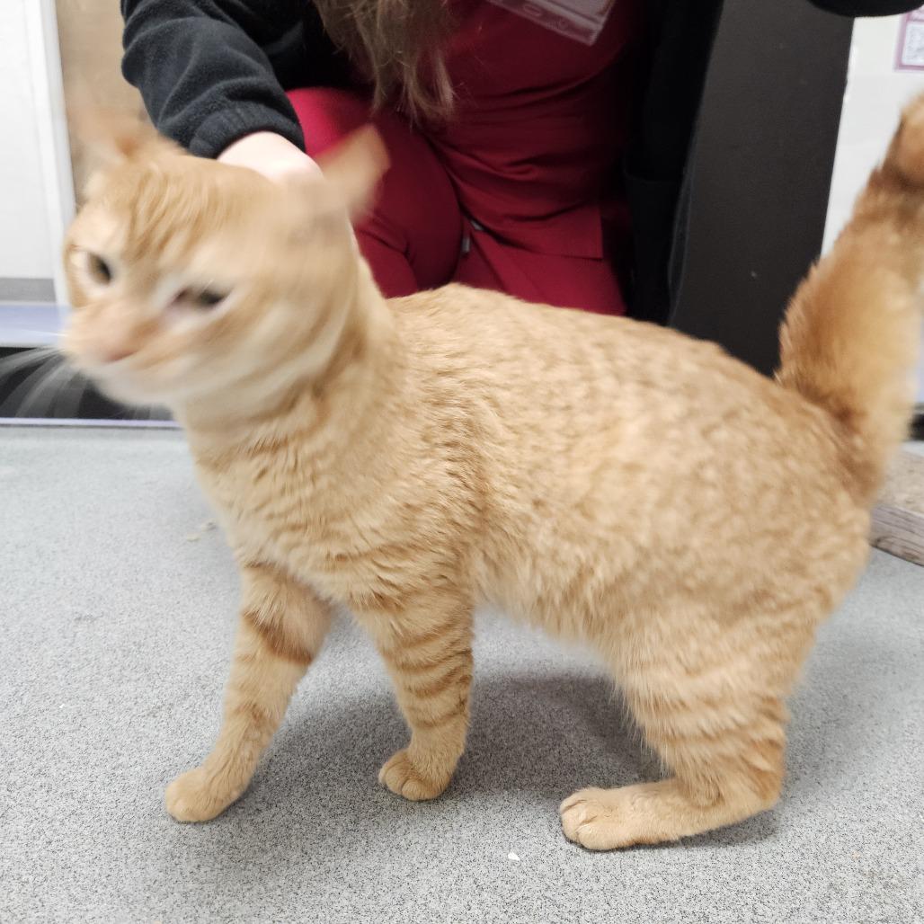 Simba — thumbnail 4