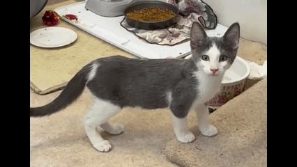 Dicey - Tiny Tuxedo, Huge Heart, an adopted Tuxedo in Prescott, AZ image 2/2