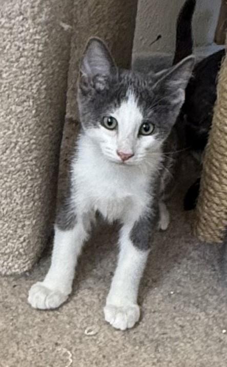 Dicey - Tiny Tuxedo, Huge Heart, an adopted Tuxedo in Prescott, AZ image 1/2