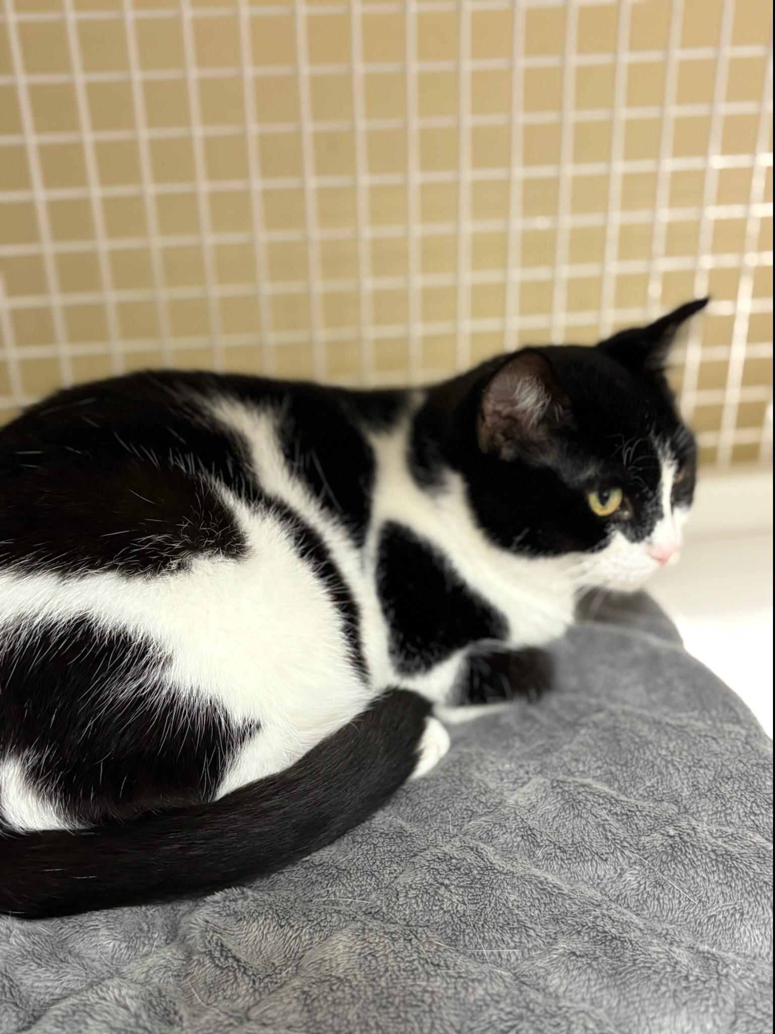 Enlarge Phoebe, a ADOPTABLE Domestic Short Hair in Indianapolis, IN image 3/3